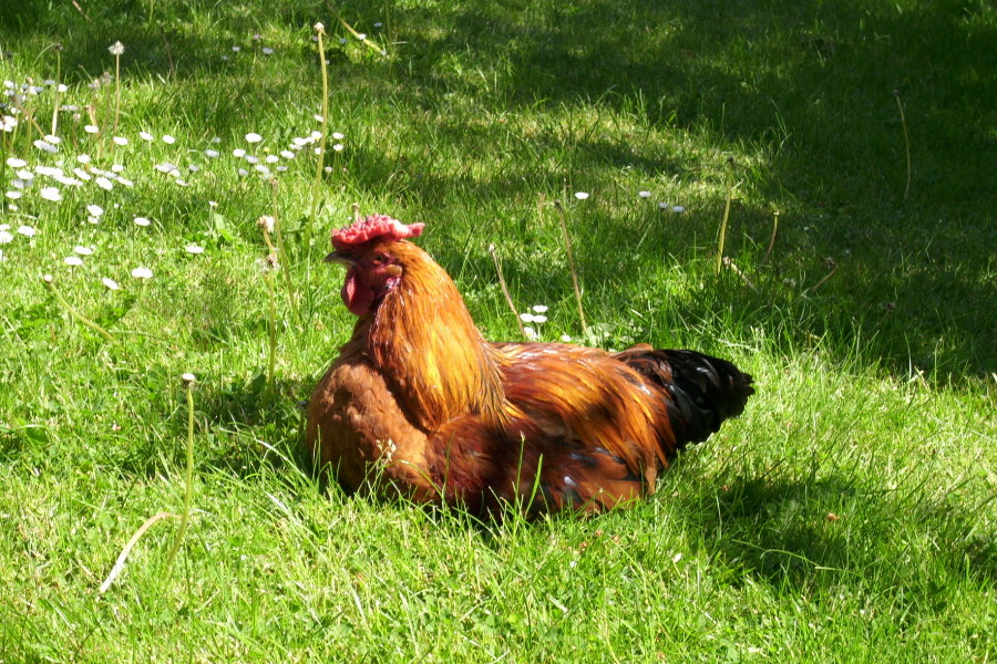 Huhn bei Frädrichs