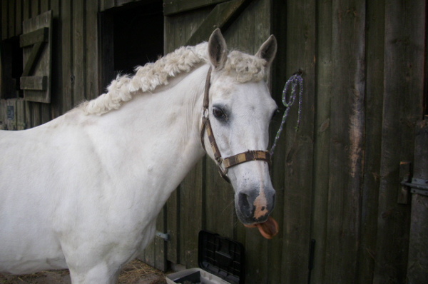 Ponyreiten für die Kleinen bieten wir auf Anfrage an.